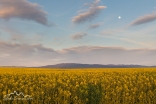 Idaho, North Central, Grangeville. Soft evening light on Canola fields underneath an almost full moon in May.