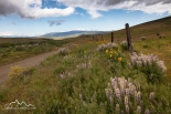 Idaho, Adams County, Council. Spring wildflowers along the Middle Fork Weiser River Road.