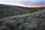 IDaho, Southwestern, Owyhee County, Grand View. Hicks Springs in the Owhee Desert on a spring dawn.
