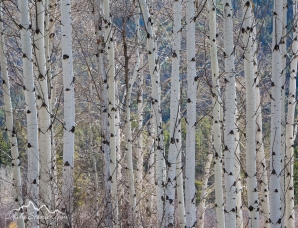 Idaho, North Fork, Aspen Trees in spring on Lost Trail Pass.